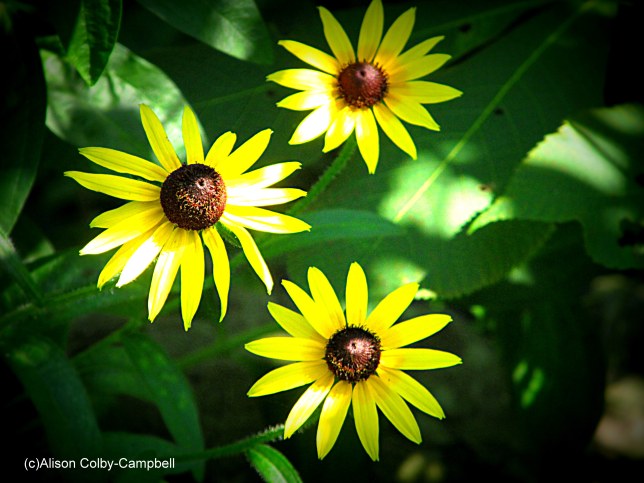 IMG_1200 Haverhill Arts Assoc and Whittier Birthplace blackeyed susan flowers