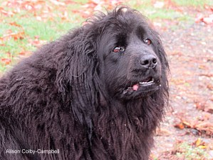 img_1068-dog-face-of-the-day-newfie