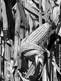 IMG_6105 Haverhill foliage blog 2014 b&w corn