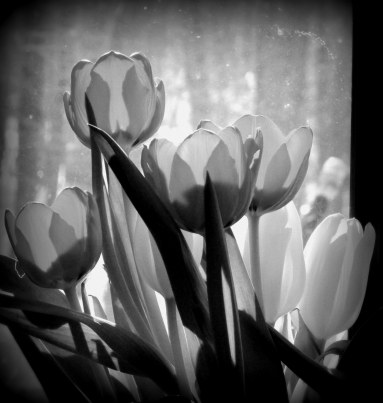 IMG_8670 tulips cropped1 B&W
